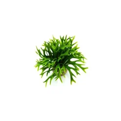 LABEO Fond vert en plastique petit modèle 14 cm
