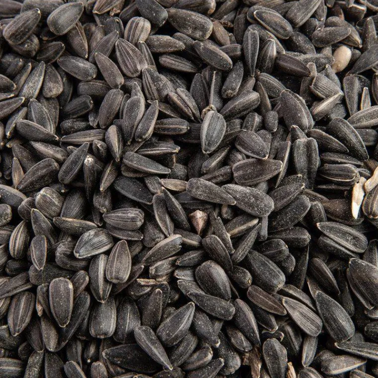 GRAIN DE VIE Graines de tournesol noir pour oiseaux bio - 5 kg