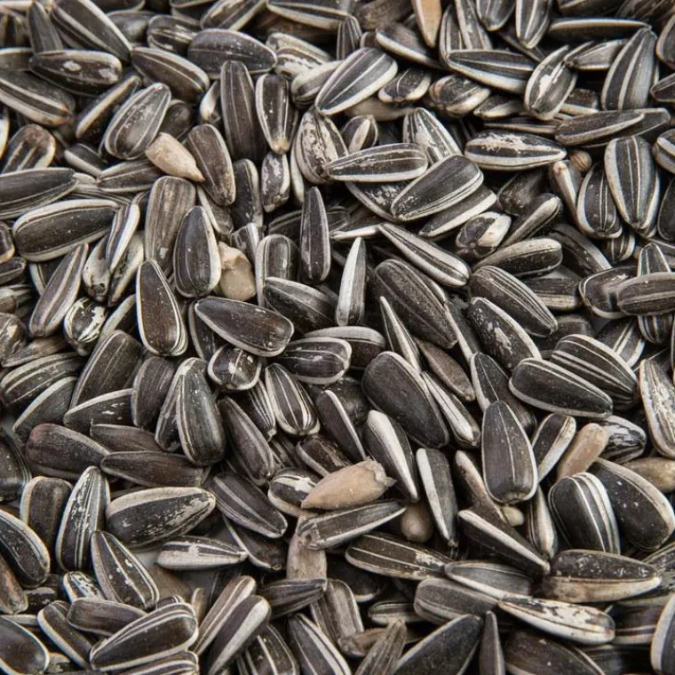 GRAIN DE VIE Graines de tournesol striées pour oiseaux - 12 kg