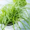 Herbe A Chat Bio. Le pot de diamètre 12 cm