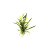 LABEO Herbe euca verte en plastique 30 cm
