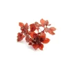 Ludwigia glandulosa
