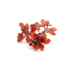 Ludwigia glandulosa