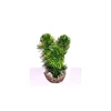 LABEO Mousse verte en plastique petit modèle 13 cm
