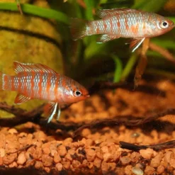 JBL Nourriture pour poisson spéciale cichlides, granulés, ProNovo - 130g/250ml