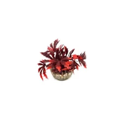 LABEO Papyrus rouge en plastique 8 cm