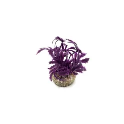 LABEO Papyrus violet en plastique 8 cm