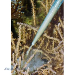 BLUE CORAL Pipette de nourrissage, 35 cm, AQUA MEDIC - idéale pour aquariums