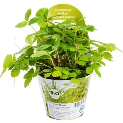 Plante Amie Des Animaux Fraise Des Bois Bio. Le pot de diamètre 11 cm