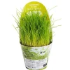 Plante Amie Des Animaux Festuca Bio. Le pot de diamètre 11 cm