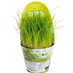 Plante Amie Des Animaux Festuca Bio. Le pot de diamètre 11 cm