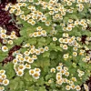 Plante Amie Du Jardinier Matricaire Bio. Le pot de 10,5 cm