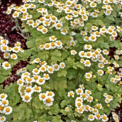 Plante Amie Du Jardinier Matricaire Bio. Le pot de 10,5 cm