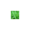 Plante Amie Du Jardinier Liveche Bio. Le pot de 10,5 cm