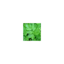 Plante Amie Du Jardinier Liveche Bio. Le pot de 10,5 cm