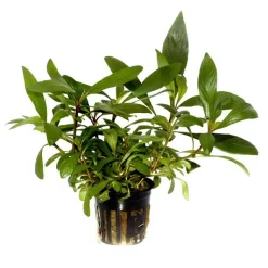 Plante aquatique Hygrophila Corymbosa Angustifolia en pot