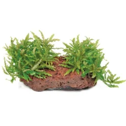 Plante aquatique Pogostemon Helferi sur roche