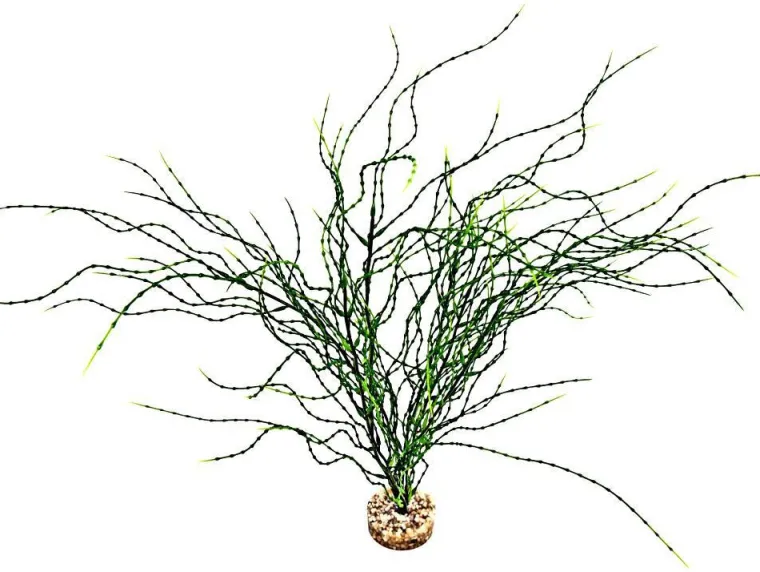 LABEO Plante artificielle pour aquarium coloris vert Psilotum MM