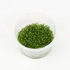 TROPICA Plante Glossostigma elatinoide coloris vert en coupelle