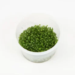 TROPICA Plante Glossostigma elatinoide coloris vert en coupelle