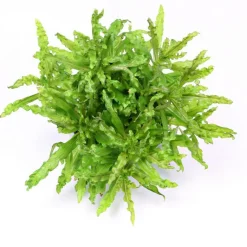 TROPICA Plante Pogostemon Helferi coloris vert en pot