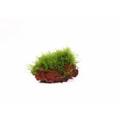 Taxiphyllum barbieri Vesicularia sur roche