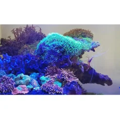 BLUE CORAL Tube LED bleu, spécifique aquarium, JUWEL, modèle Multilux - 59cm