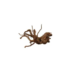 AQUAVIE Vigne araignée rare rouge taille XS 10 x 15 cm
